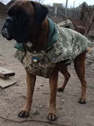 Попона Камуфляж — фото 1