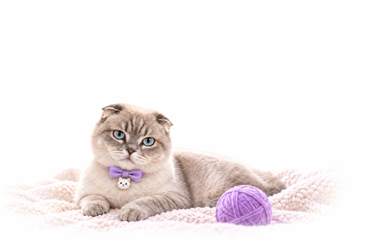 Мир котов